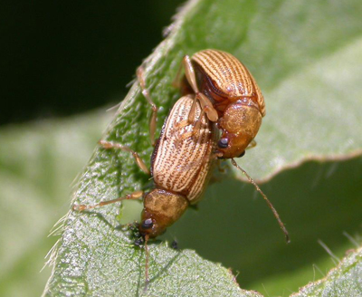 Grape Colaspis Damages Soybeans and Corn